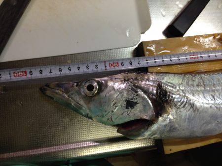 また引き釣りでドラゴン